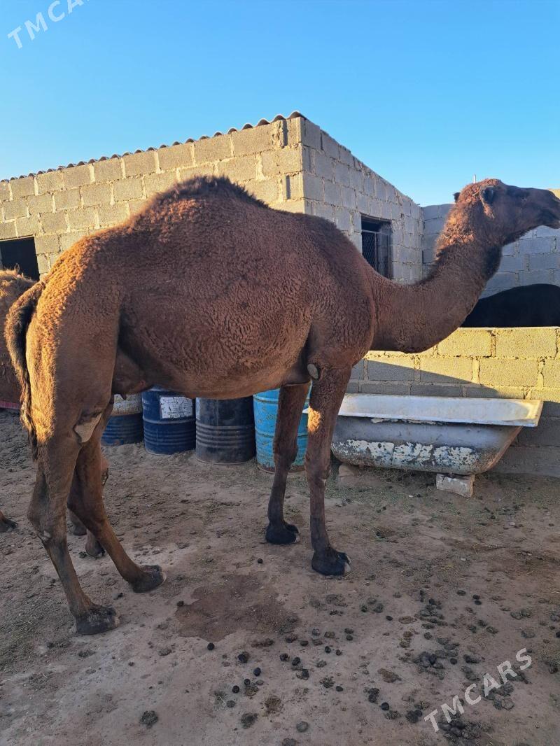 Ökuz torumly duye - Gumdag - img 9