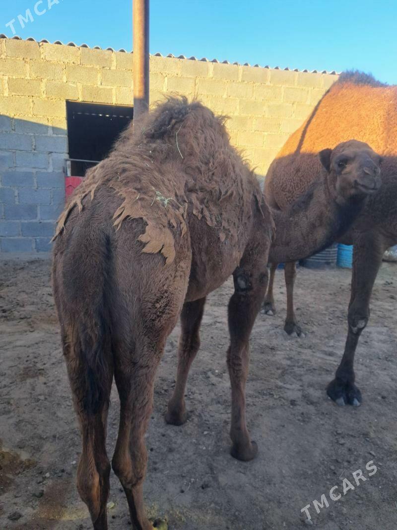 Ökuz torumly duye - Gumdag - img 5