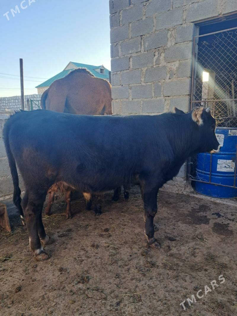 Ökuz torumly duye - Gumdag - img 2