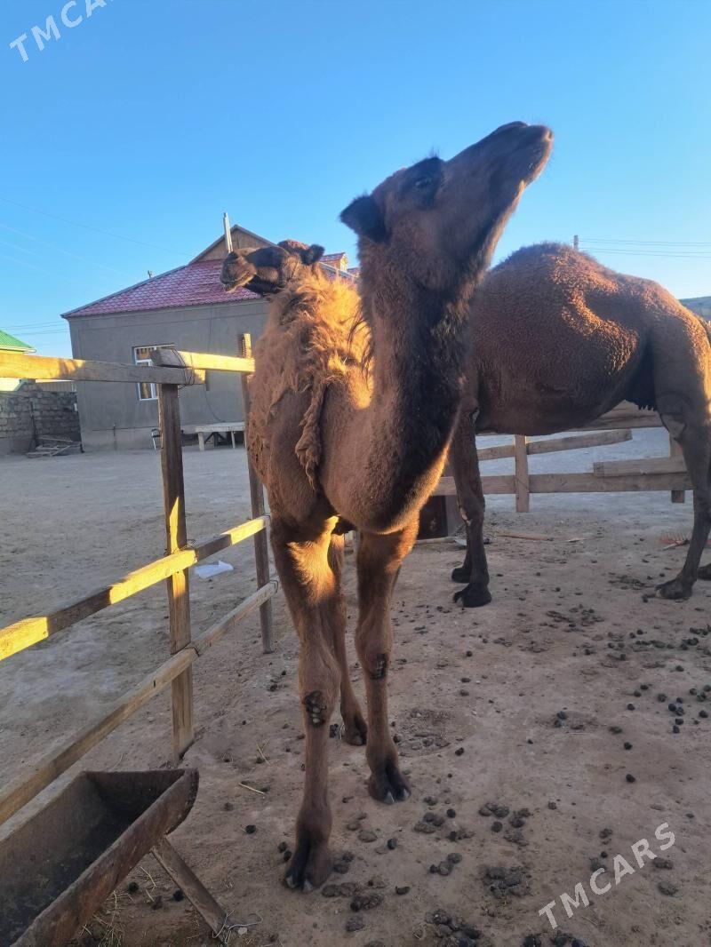 Ökuz torumly duye - Gumdag - img 3