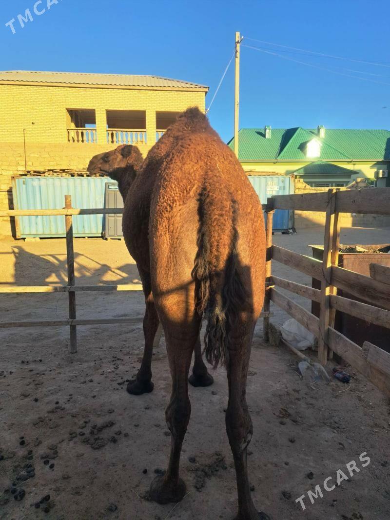 Ökuz torumly duye - Gumdag - img 4