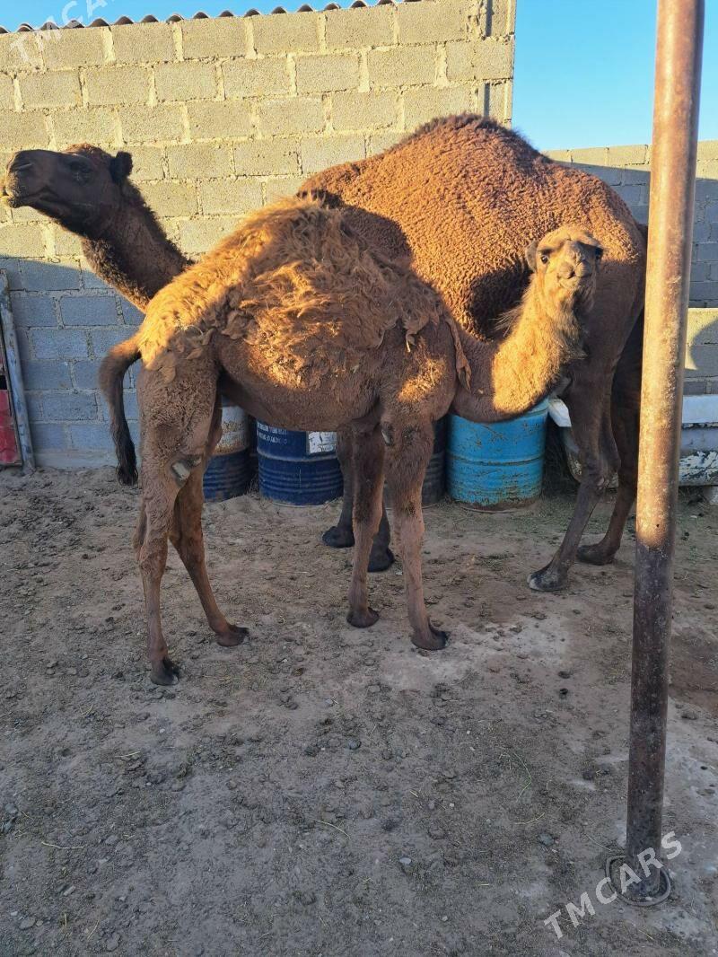 Ökuz torumly duye - Gumdag - img 8