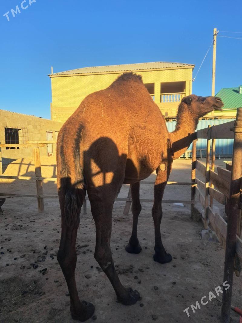 Ökuz torumly duye - Gumdag - img 6