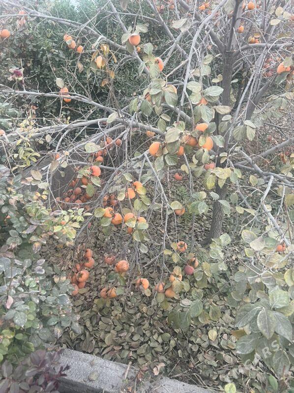 Hurma - Bagyr - img 2