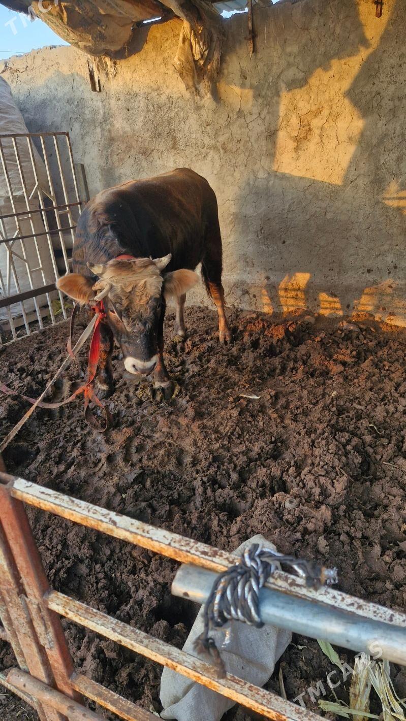 öküz - Büzmeýin - img 4