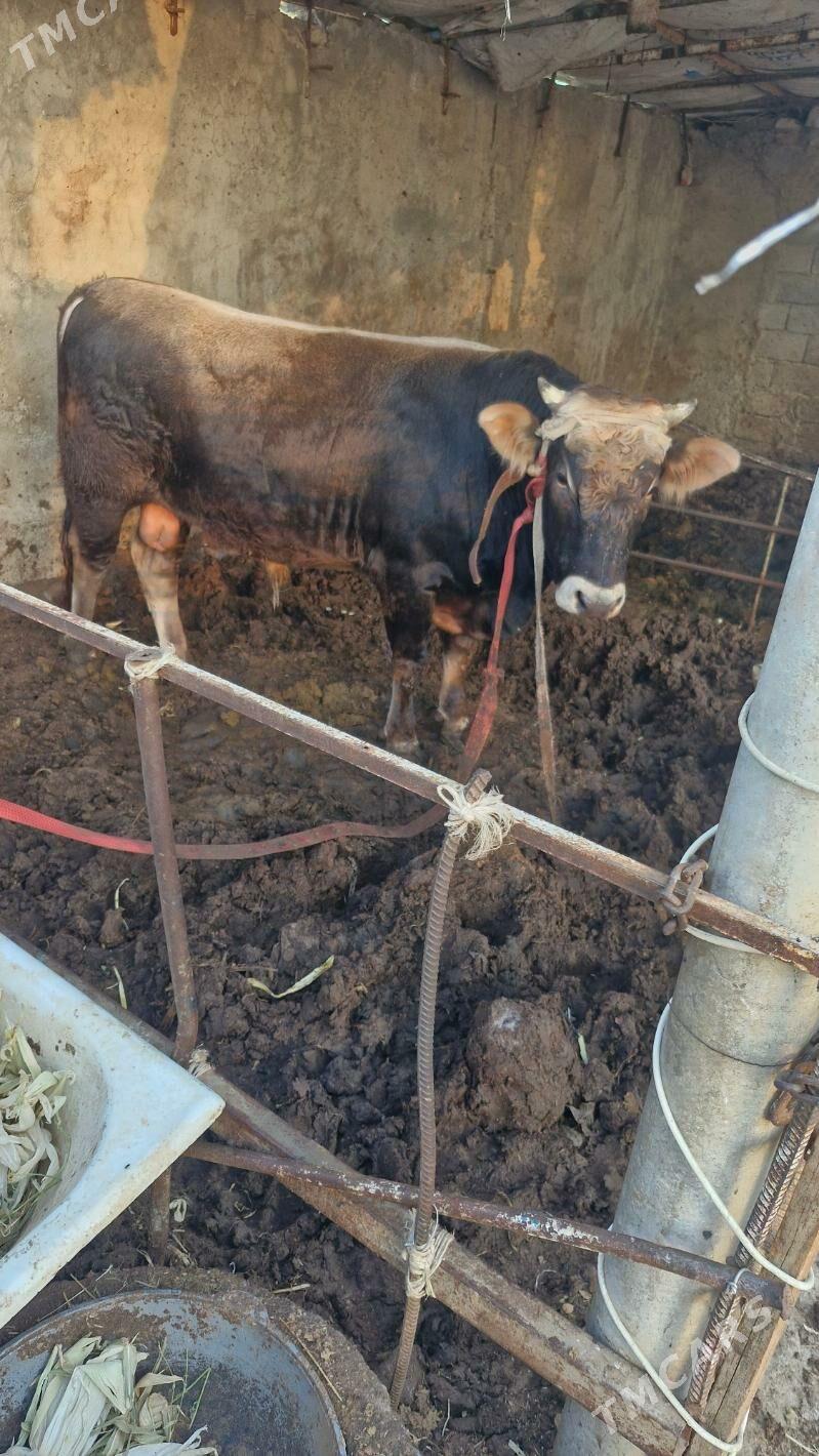 öküz - Büzmeýin - img 3