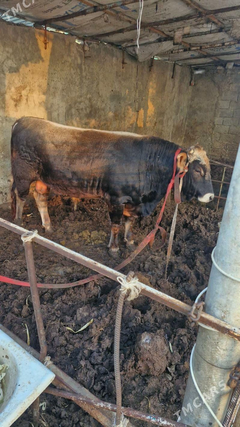 öküz - Büzmeýin - img 5