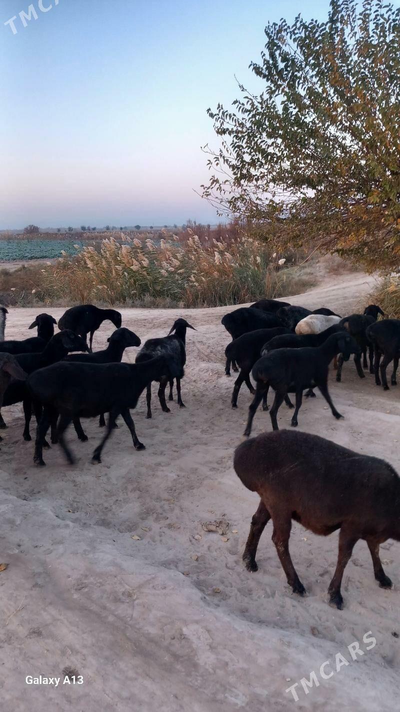 Semiz goyunlar - Чарджоу - img 2