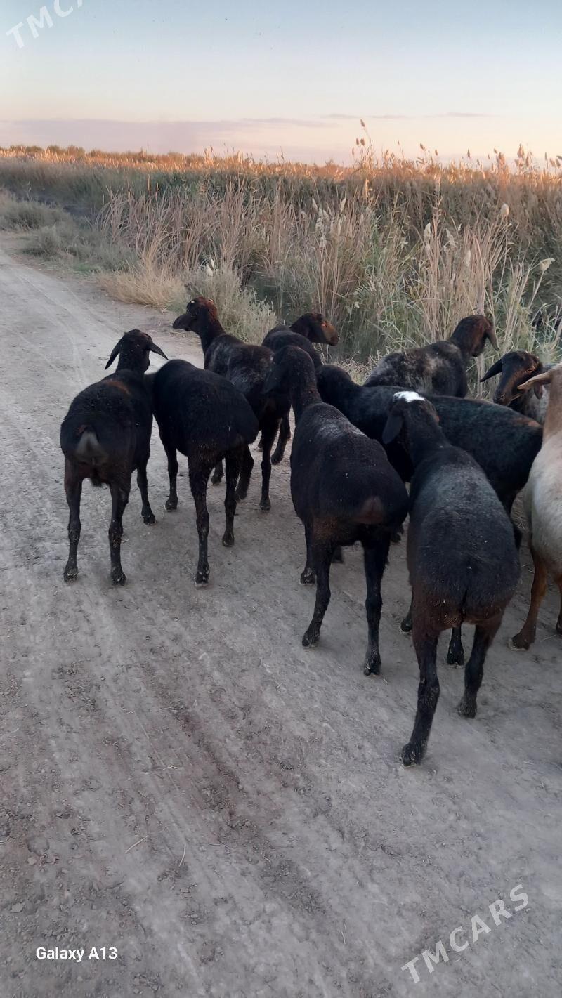 Semiz goyunlar - Чарджоу - img 3