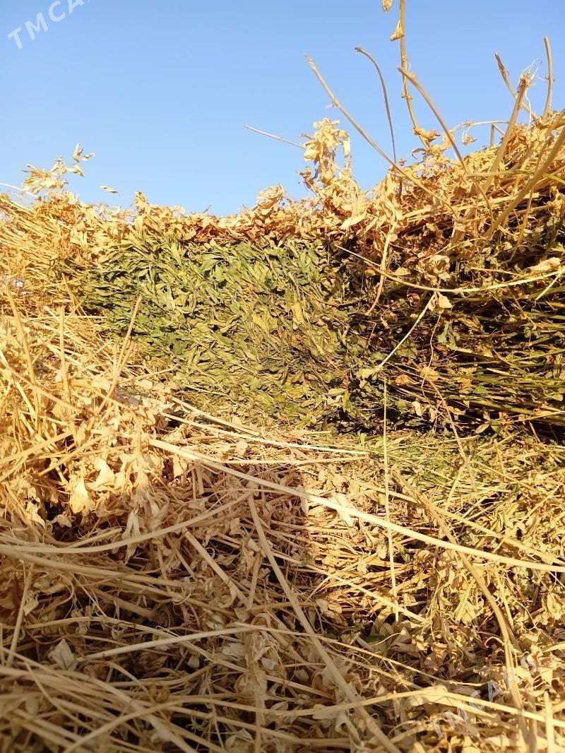 mal ucin ot yorunja - Чарджоу - img 2