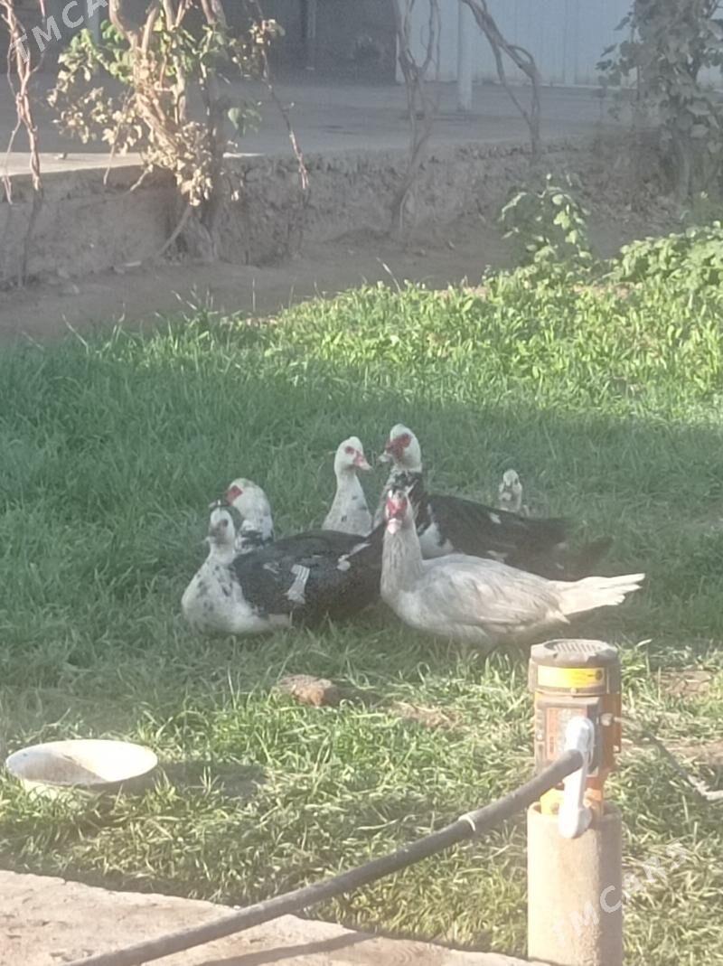 Induwutga ordek - Sakarçäge - img 2