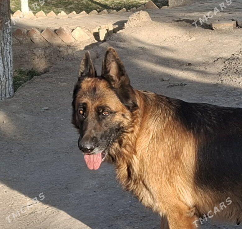 Yala cekmane/Для вязки - Байрамали - img 2