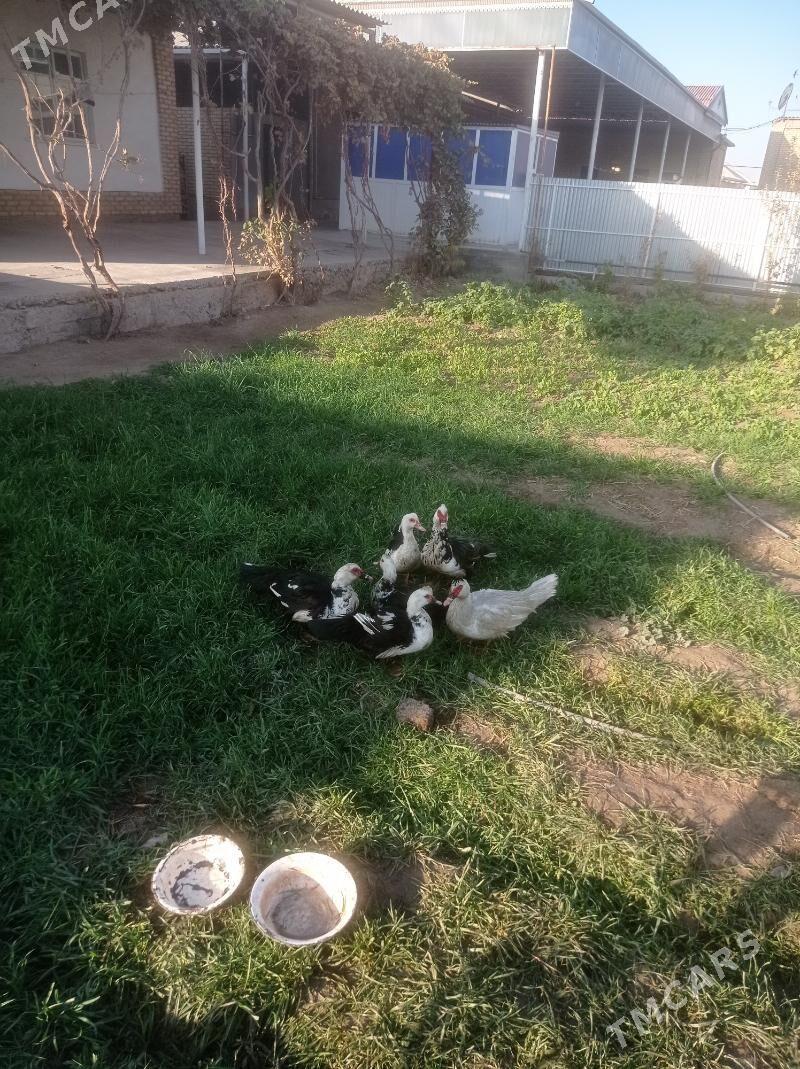 Induwutga ordek - Sakarçäge - img 3