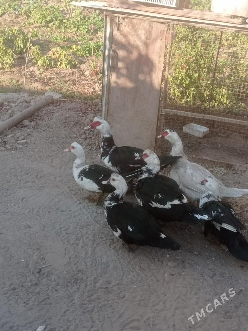 Induwutga ordek - Sakarçäge - img 5