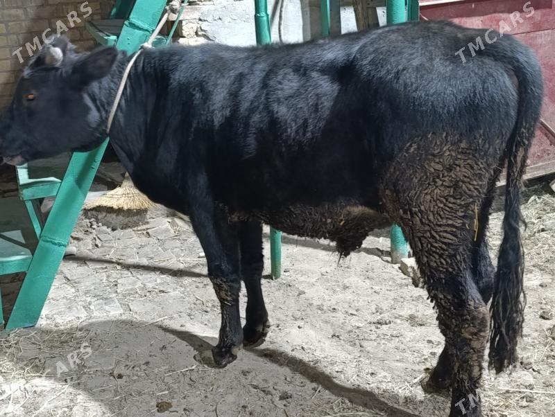 OKUZLER - Türkmenabat - img 4