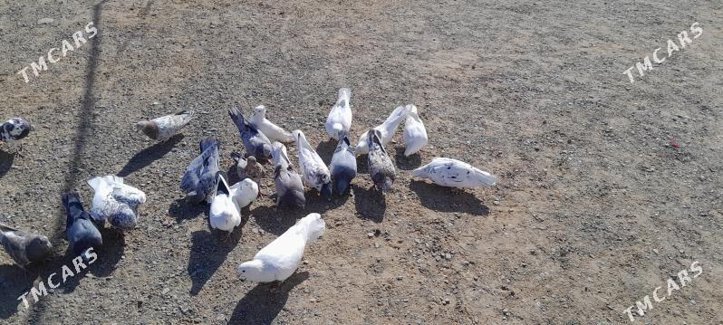 kepderi - Векильбазар - img 1