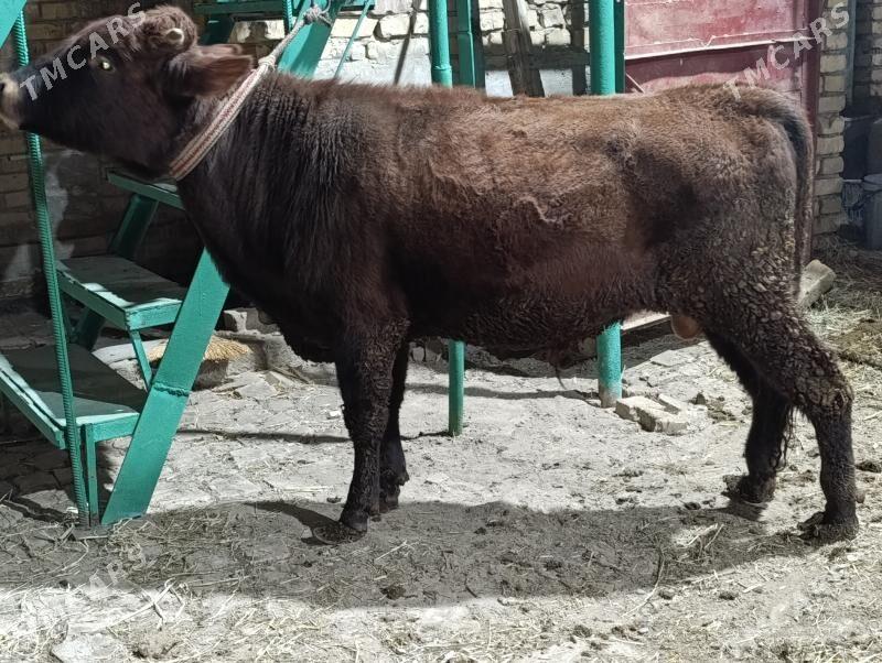 OKUZLER - Türkmenabat - img 9