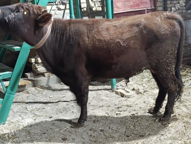 OKUZLER - Türkmenabat - img 10