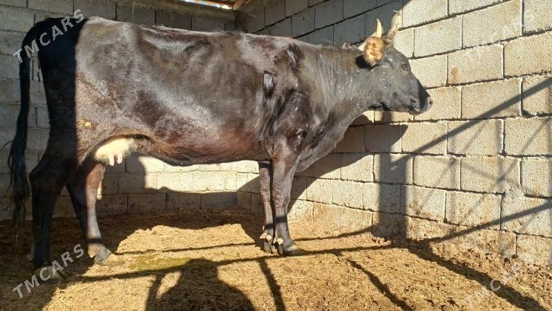 sygyr - Aşgabat - img 2