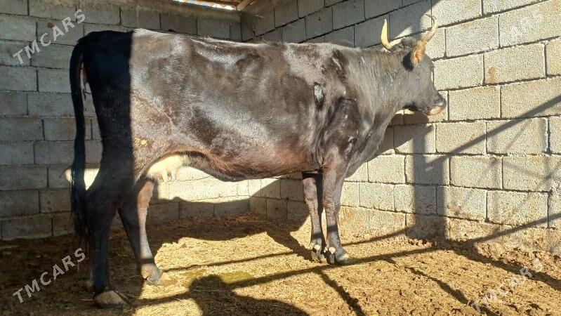 sygyr - Aşgabat - img 1