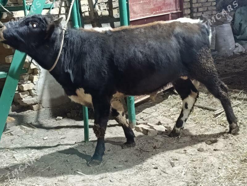 OKUZLER - Türkmenabat - img 8