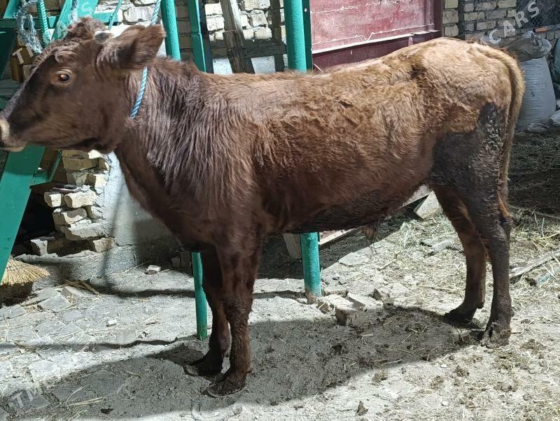 OKUZLER - Türkmenabat - img 2