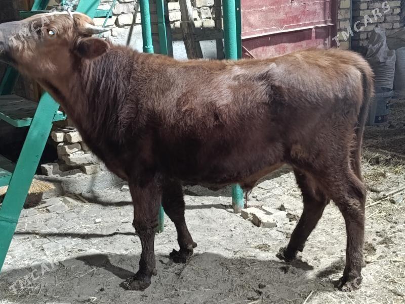 OKUZLER - Türkmenabat - img 6