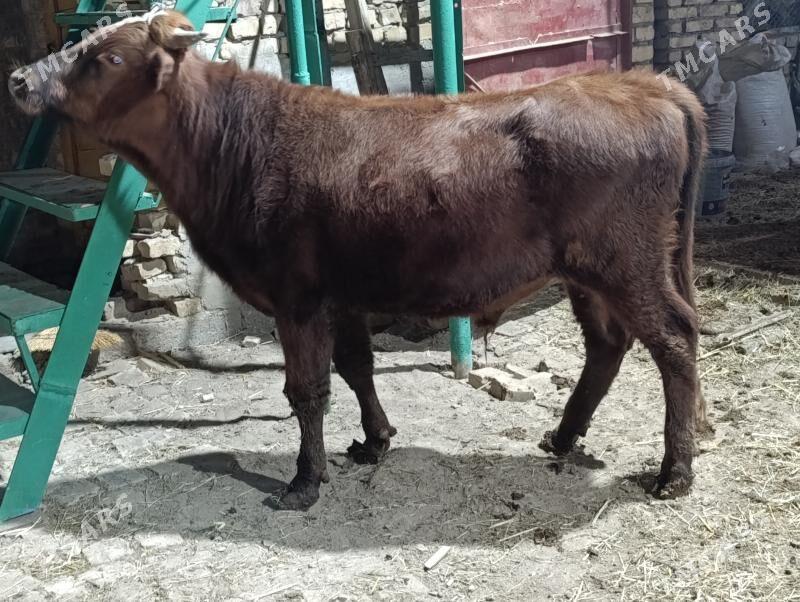 OKUZLER - Türkmenabat - img 5