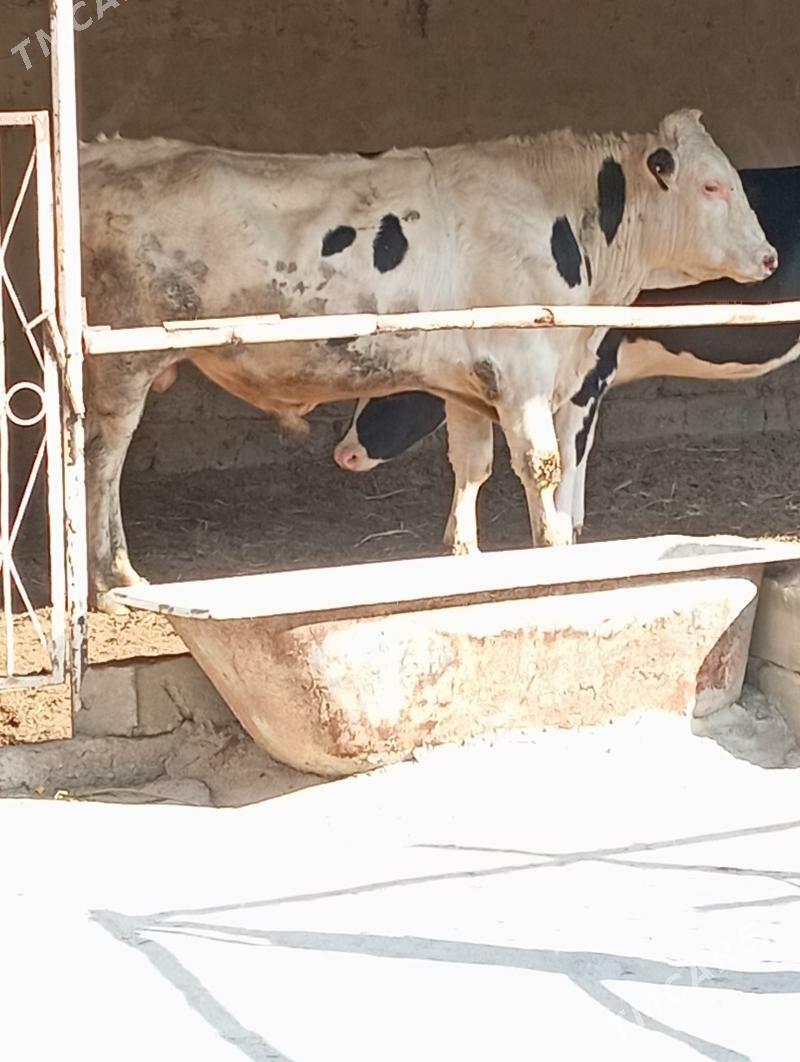 Arginal kanatka Öküz - Aşgabat - img 4