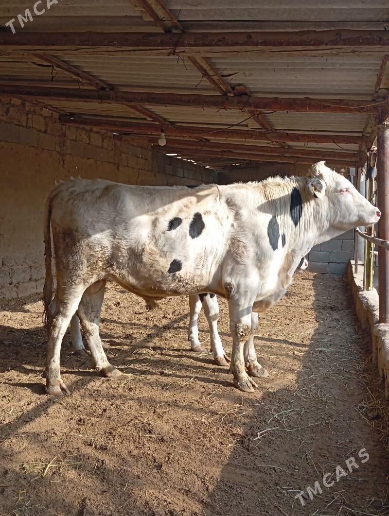 Arginal kanatka Öküz - Aşgabat - img 2