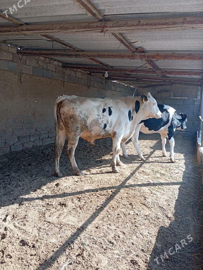 Arginal kanatka Öküz - Aşgabat - img 5