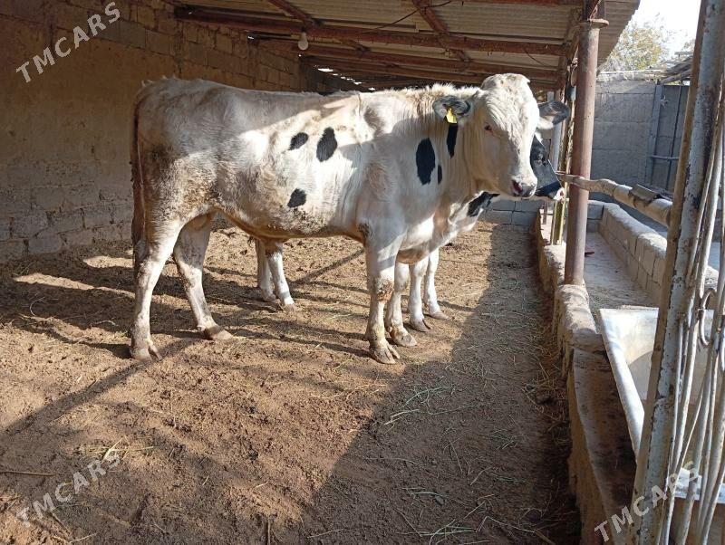 Arginal kanatka Öküz - Aşgabat - img 3