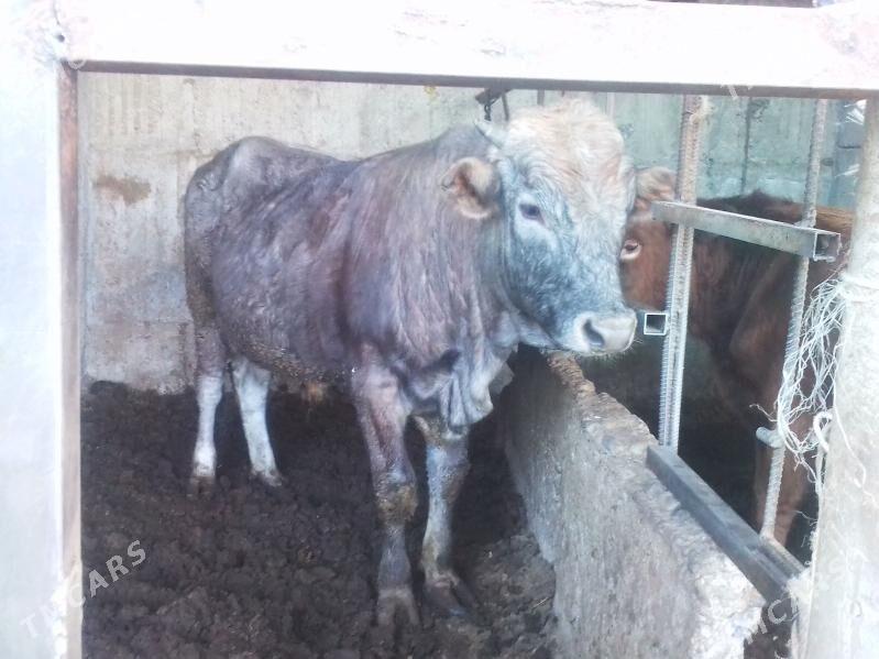 baklan öküz - Бузмеин - img 2