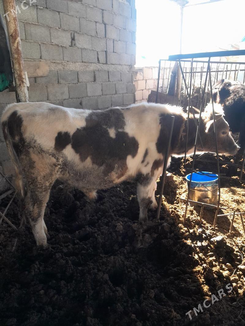 Tohum öküz - Гёкдепе - img 1