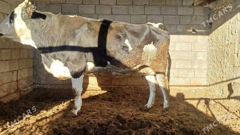 sygyr bakylan - Aşgabat - img 2