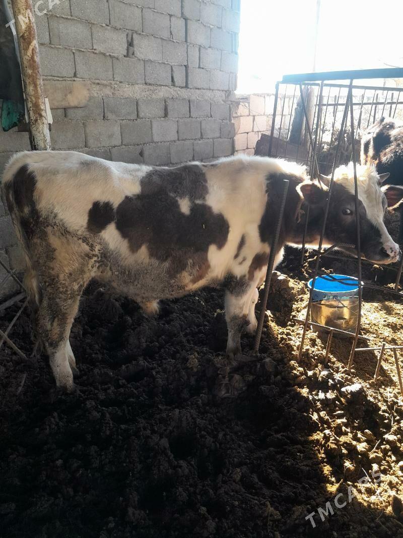 Tohum öküz - Гёкдепе - img 2