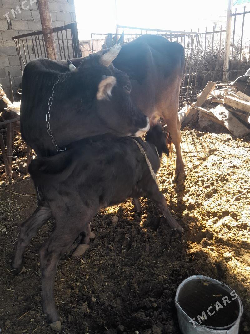 Göleli sygyr - Гёкдепе - img 2