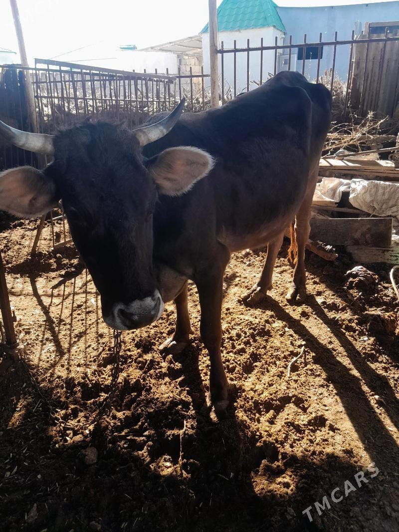 Göleli sygyr - Гёкдепе - img 3