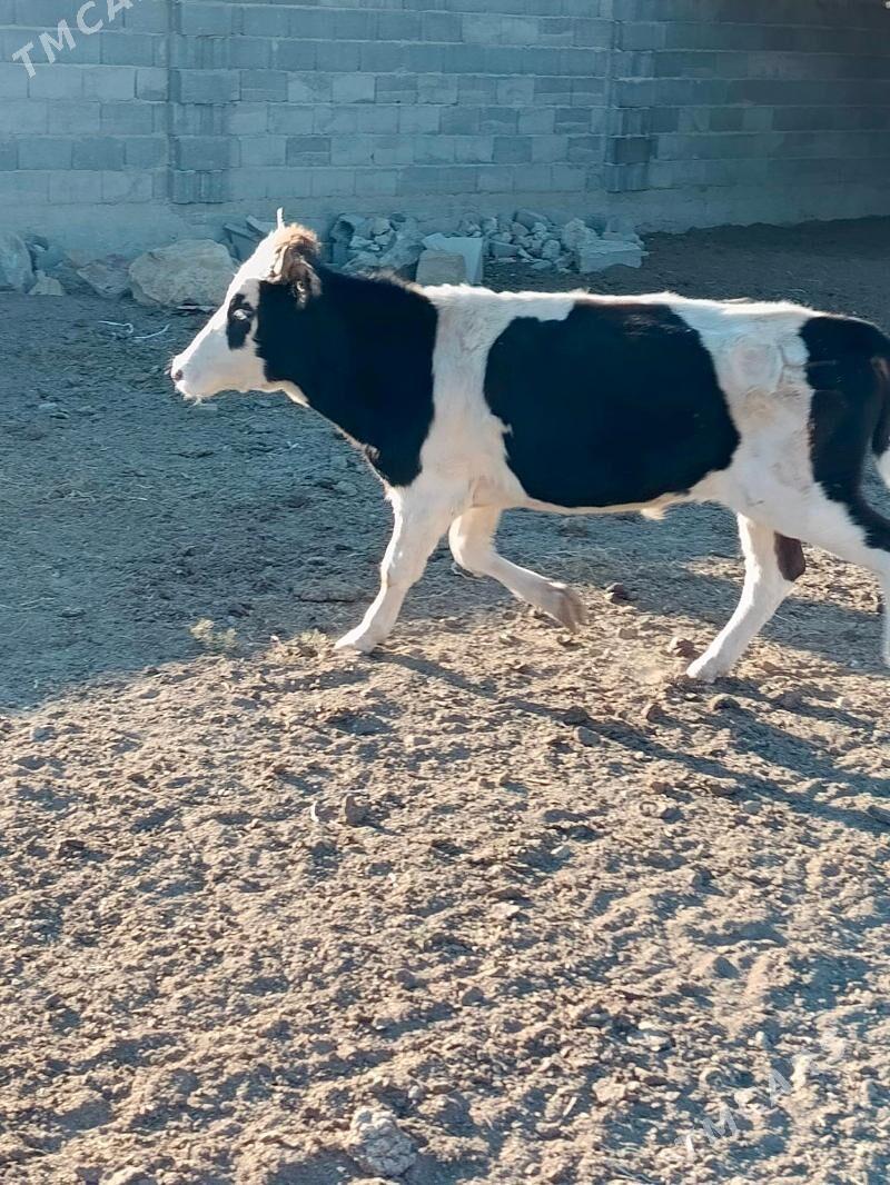 Ökûz - Этрек - img 2