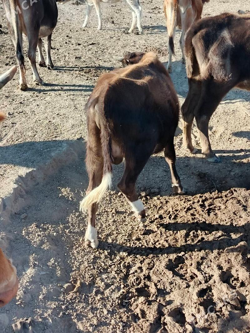 Ökûz - Этрек - img 4