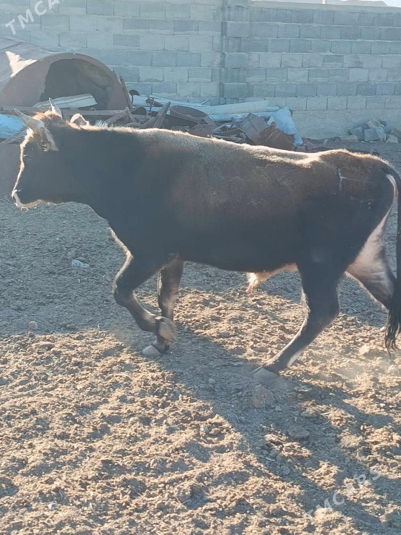 Ökûz - Этрек - img 3