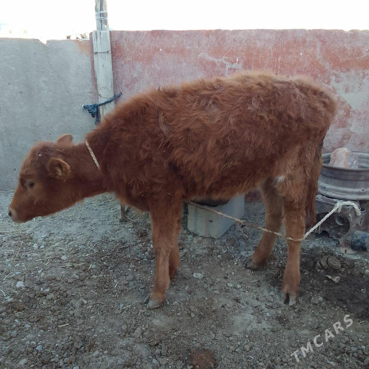 Gôle - Берекет - img 2