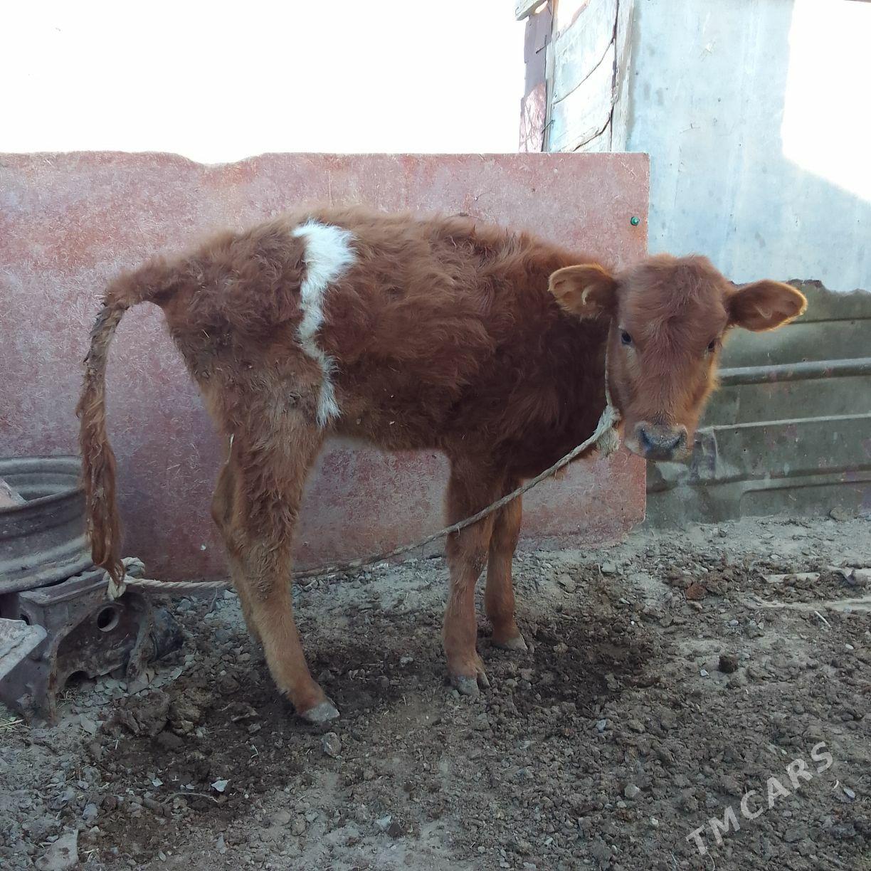 Gôle - Берекет - img 3