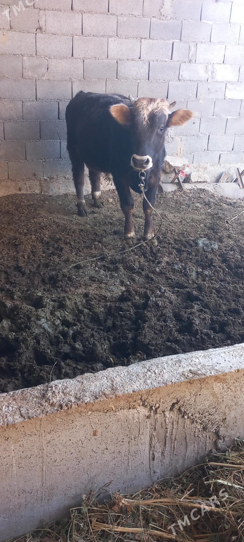 okuz - Bäherden - img 2