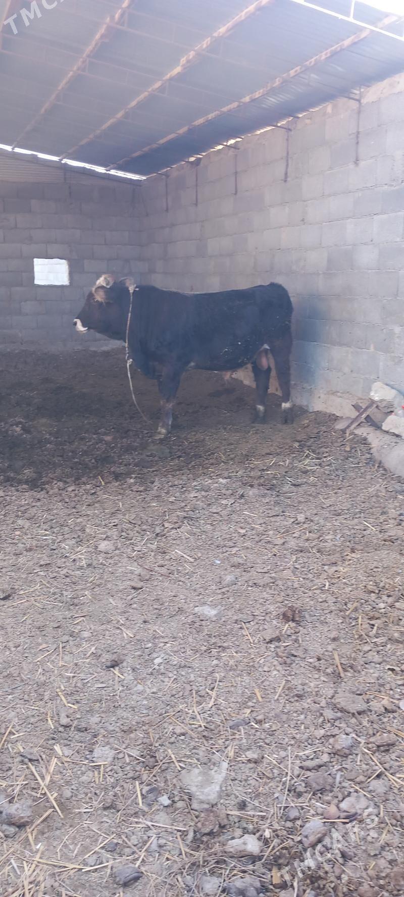 okuz - Bäherden - img 1