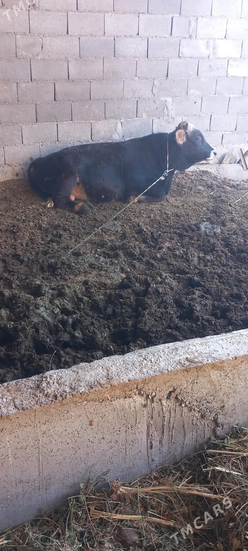 okuz - Bäherden - img 3