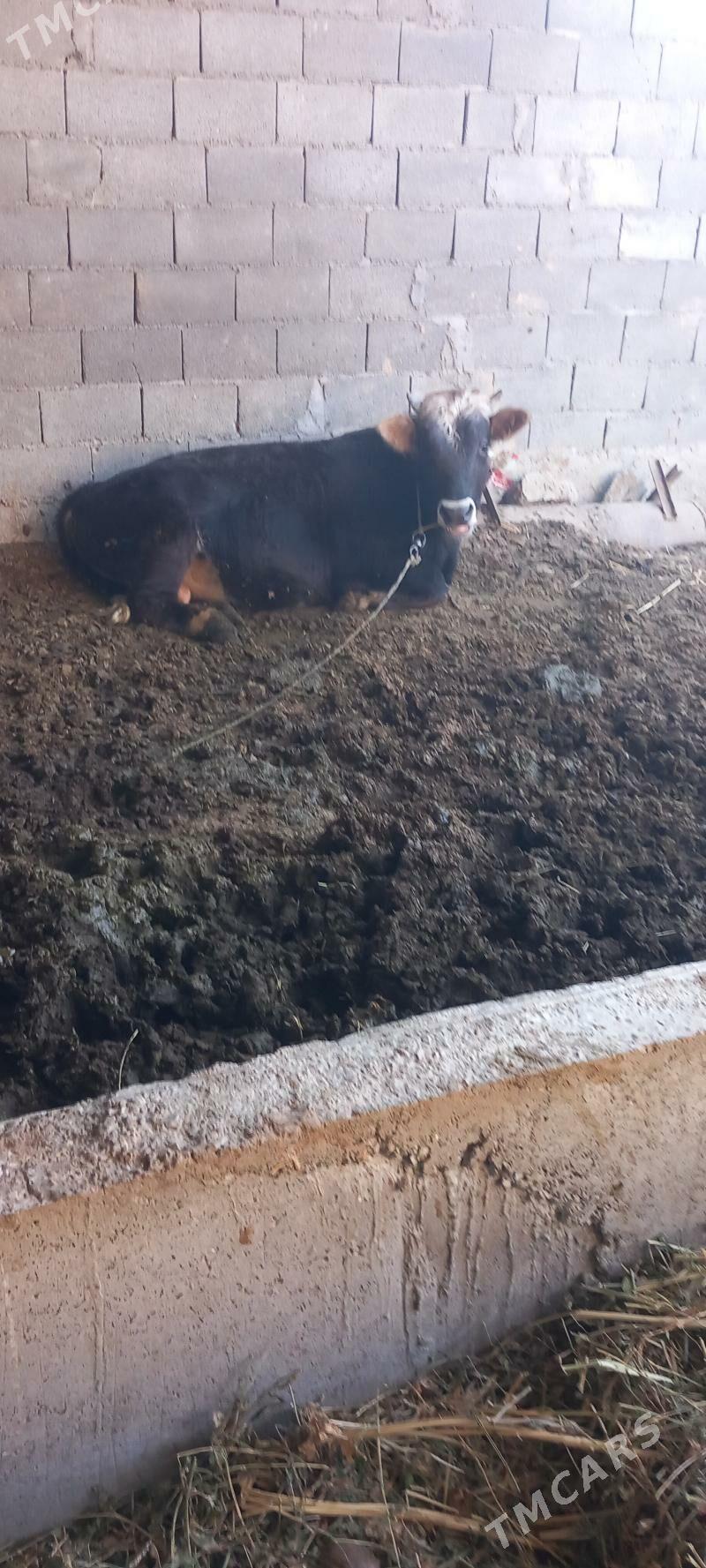 okuz - Bäherden - img 4