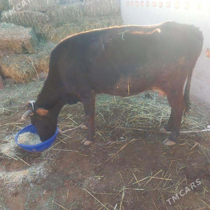 Gòleli sygyr - Бабадайхан - img 4