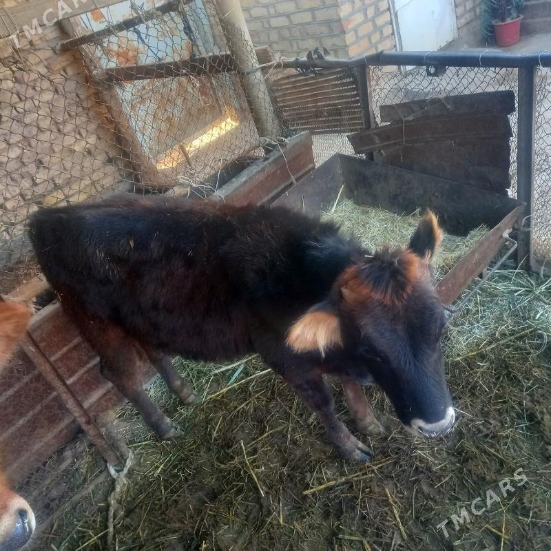 Gòleli sygyr - Бабадайхан - img 2