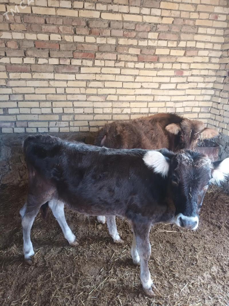 okuzce - Bereket - img 2